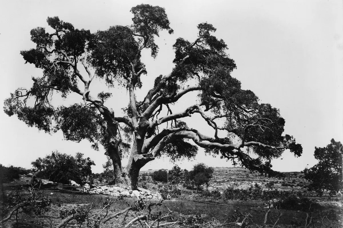 An old terebinth tree with wide, twisting branches on a rocky hillside